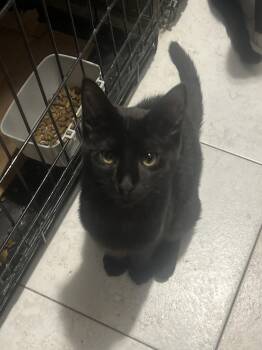 Bombay and Domestic Short Hair Cats Available for Adoption in New York, New York - Rigatoni *foster Needed* | PetCurious