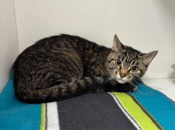 Birdie -  Domestic Short Hair Cat for Adoption in Frankfort, Kentucky - Birdie | PetCurious