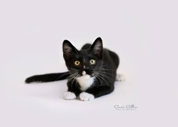 Orlando -  Domestic Short Hair Cat for Adoption in Birmingham, Alabama - Orlando | PetCurious