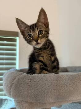 Jasper -  Domestic Short Hair Cat for Adoption in St. Cloud, Florida - Jasper | PetCurious