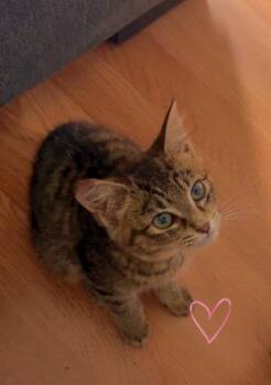 Mariah -  Domestic Short Hair Cat for Adoption in Seattle, Washington - Mariah | PetCurious