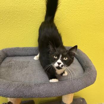 Barbikiu -  Domestic Medium Hair Cat for Adoption in Fresno, California - Barbikiu | PetCurious