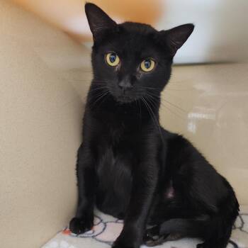 Bombay and Domestic Short Hair Cats Available for Adoption - Midnight Rose | PetCurious