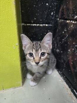 My Melody -  Domestic Short Hair Cat for Adoption in Savannah, Georgia - My Melody | PetCurious