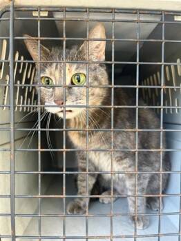 Domestic Short Hair Cats Available for Adoption in Fort Walton Beach, Florida - WEDNESDAY | PetCurious