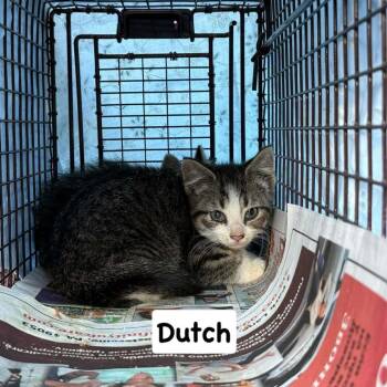 Dutch -  Domestic Short Hair Cat for Adoption in Philadelphia, Pennsylvania - Dutch | PetCurious