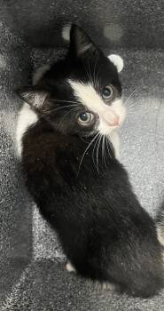Rescue Domestic Short Hair Cats for Adoption in Cumming, Georgia - Praline 1671-25 | PetCurious