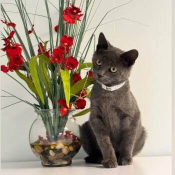 Chad -  Domestic Short Hair Cat for Adoption in Syosset, New York - Chad | PetCurious