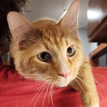 Rescue Domestic Medium Hair Cats for Adoption in Brighton, Missouri - Firestar | PetCurious