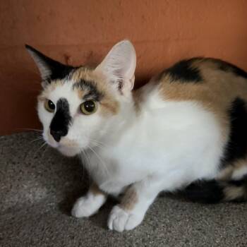 Luna -  Domestic Short Hair Cat for Adoption in Sarasota, Florida - Luna | PetCurious