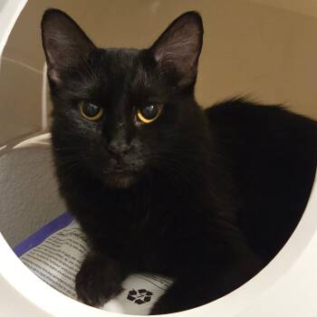 Casey -  Domestic Medium Hair and Domestic Short Hair Cat for Adoption in Kingman, Arizona - Casey | PetCurious