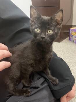 Bagheera -  Domestic Short Hair Cat for Adoption in Pocatello, Idaho - Bagheera | PetCurious