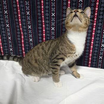 Maverick -  Domestic Short Hair Cat for Adoption in Granville, Ohio - Maverick | PetCurious