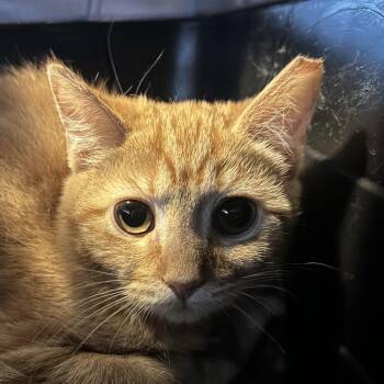 Domestic Short Hair Cats Available for Adoption - Lucky | PetCurious