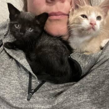 Lilo -  Domestic Short Hair Cat for Adoption in Philadelphia, Pennsylvania - Lilo | PetCurious
