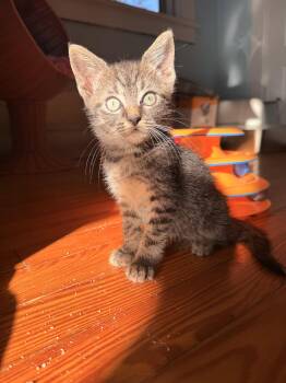 Juicebox -  Domestic Short Hair Cat for Adoption in Herndon, Virginia - Juicebox | PetCurious