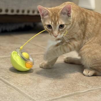 Rescue Tabby Cats for Adoption in Phoenix, Arizona - Trouble | PetCurious