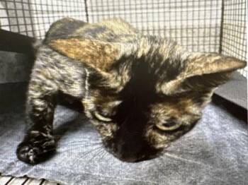 Leopard Ray -  Domestic Short Hair Cat for Adoption in Daytona Beach, Florida - Leopard Ray | PetCurious