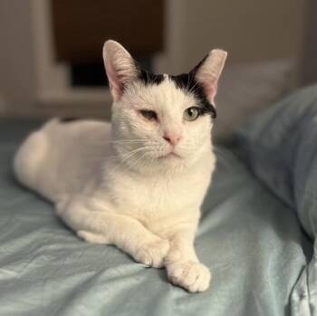 Rescue Domestic Short Hair Cats for Adoption in Philadelphia, Pennsylvania - Odin | PetCurious
