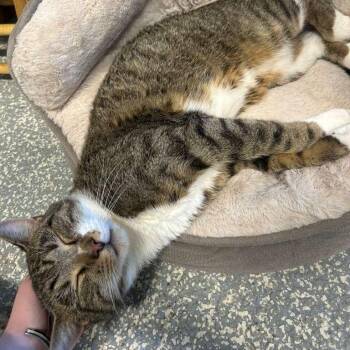 Rescue Domestic Short Hair Cats for Adoption in North Haven, Connecticut - Bodhi | PetCurious