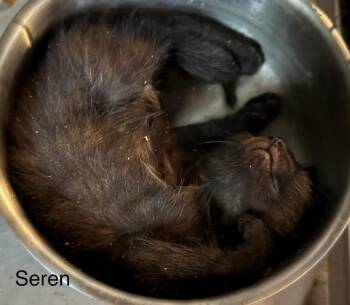 Domestic Short Hair Cats Available for Adoption in Safety Harbor, Florida - Seren | PetCurious