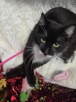 Domestic Short Hair Cats Available for Adoption in Conway, South Carolina - Cyan | PetCurious