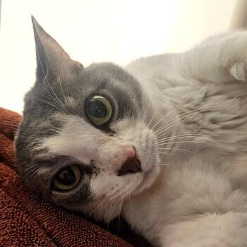Ida -  Domestic Short Hair Cat for Adoption in Harrisonburg, Virginia - Ida | PetCurious