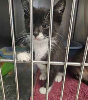 Detective -  Domestic Short Hair Cat for Adoption in Mocksville, North Carolina - Detective | PetCurious