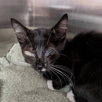Ghost -  Domestic Short Hair Cat for Adoption in Newark, New Jersey - Ghost | PetCurious