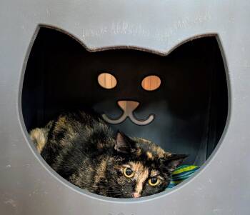 Domestic Short Hair Cats Available for Adoption in Tucson, Arizona - Drusilla | PetCurious