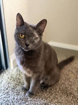 Kataya -  Russian Blue Cat Available for Adoption in Fresno, California - Kataya | PetCurious