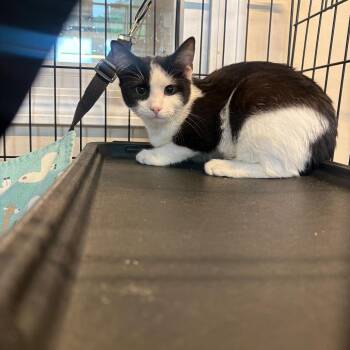 Domestic Short Hair Cats Available for Adoption in Huntington, West Virginia - Rambo | PetCurious