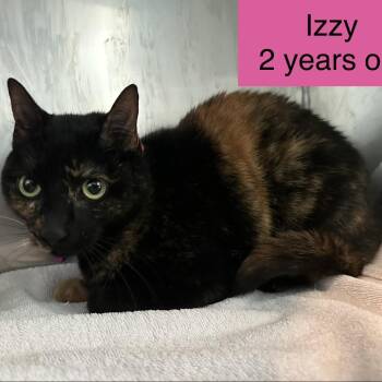 Domestic Medium Hair Cats Available for Adoption in Tampa, Florida - Izzy | PetCurious