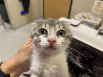 A611474 -  Domestic Medium Hair Cat for Adoption in Modesto, California - A611474 | PetCurious