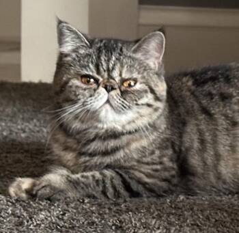 LOLA -  Exotic Shorthair Cat for Adoption in Valparaiso, Indiana - LOLA | PetCurious