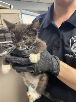 Rescue Domestic Short Hair Cats for Adoption in Stockton, California - TOOTSIE | PetCurious