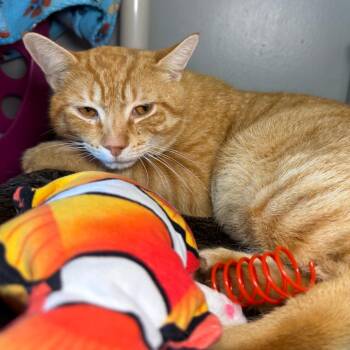 Domestic Short Hair Cats Available for Adoption - PX Experience | PetCurious