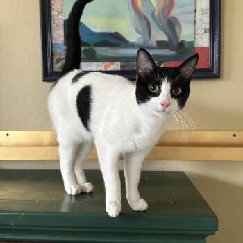 Rescue Domestic Short Hair Cats for Adoption in Rancho Mirage, California - Luke Skywhisker | PetCurious
