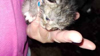 Yellow Ranger -  Domestic Short Hair Cat for Adoption in Cincinnati, Ohio - Yellow Ranger | PetCurious
