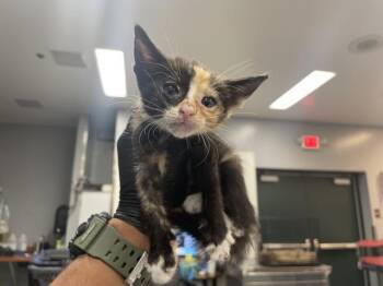 A1927778 -  Domestic Short Hair Cat for Adoption in Thousand Palms, California - A1927778 | PetCurious