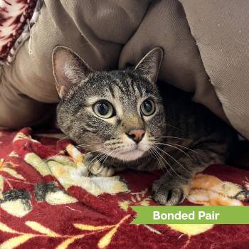 Domestic Short Hair Cats Available for Adoption in Reisterstown, Maryland - Baby (bonded With Bee) | PetCurious