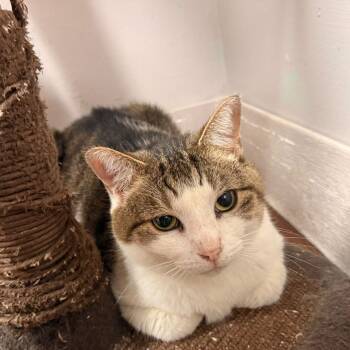 Stryker -  Domestic Short Hair Cat for Adoption in Indianapolis, Indiana - Stryker | PetCurious