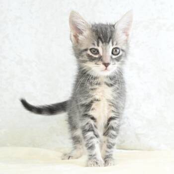 Domestic Short Hair Cats Available for Adoption in Mobile, Alabama - Destiny | PetCurious
