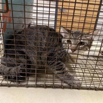A612031 -  Domestic Short Hair Cat for Adoption in Modesto, California - A612031 | PetCurious