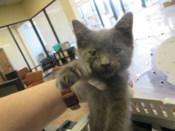 Domestic Short Hair Cats Available for Adoption in Ocala, Florida - A380562 | PetCurious