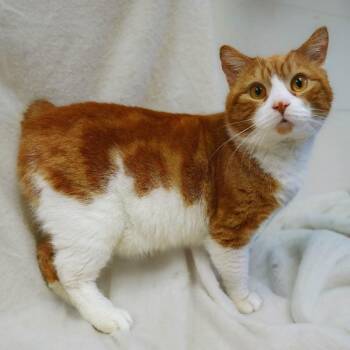 Manx Cats Available for Adoption in Versailles, Kentucky - Marcus | PetCurious