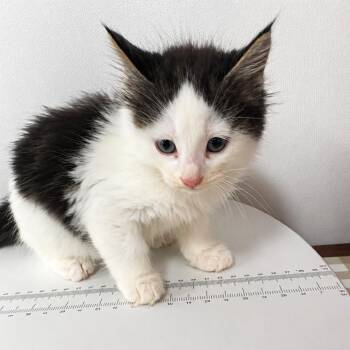 Domestic Medium Hair Cats Available for Adoption in Tulsa, Oklahoma - Bird | PetCurious
