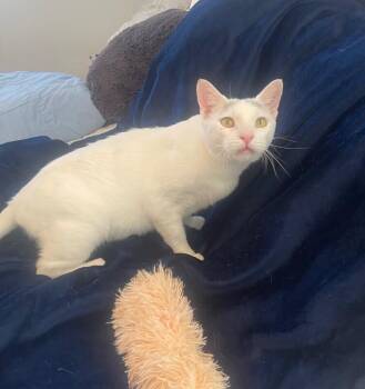 Ricky -  Domestic Short Hair Cat for Adoption in North Babylon, New York - Ricky | PetCurious