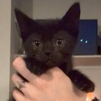 Jupiter -  Domestic Short Hair Cat for Adoption in Trophy Club, Texas - Jupiter | PetCurious