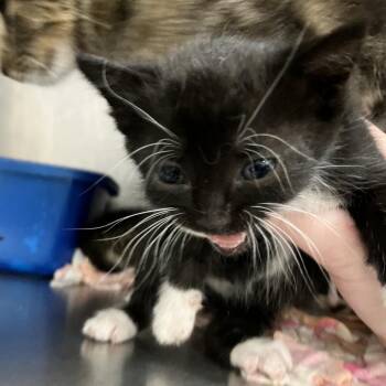 Olive -  Domestic Short Hair Cat for Adoption in Idaho Falls, Idaho - Olive | PetCurious